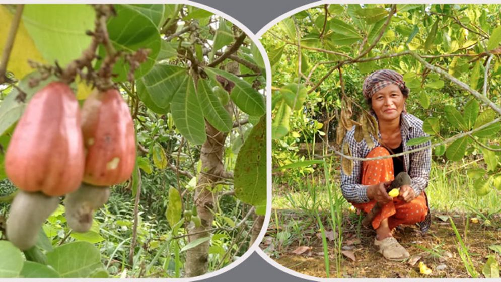 পাহাড়ে বাড়ছে কাজুবাদামের চাষ