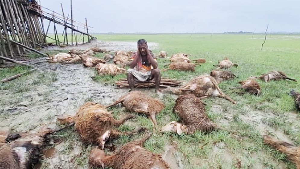 জোয়ারে ও কুকুরের আক্রমণে শতাধিক ভেড়ার মৃত্যু, নিঃস্ব খামারি