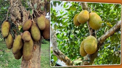 জিআই পণ্যের স্বীকৃতি : ১৫ দেশে যাচ্ছে গাজীপুরের কাঁঠাল