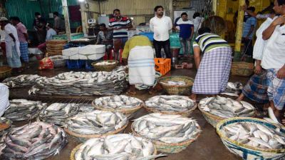 চাঁদপুরে সিন্ডিকেটের কবলে ইলিশের বাজার