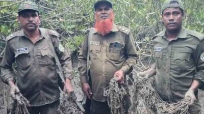 সুন্দরবনে হরিণ শিকারের ৬০০ ফাঁদ জব্দ