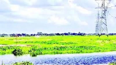 আড়িয়ল বিলকে বিশেষ জীববৈচিত্র্যময় এলাকা ঘোষণা করা হবে  : উপদেষ্টা রিজওয়ানা