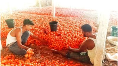 বেড়েছে টমেটোর দাম তবুও ব্যবসায়ীরা বলছেন লোকসান