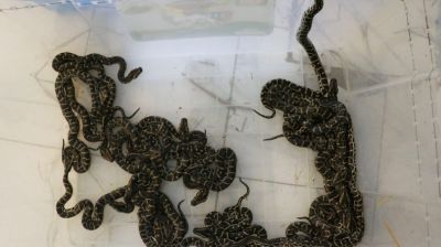 চট্টগ্রাম চিড়িয়াখানায় ফুটল অজগরের ৩৩ বাচ্চা