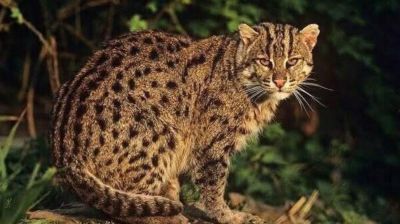 গাছ থেকে পুকুরে ঝাঁপ দিলো মেছোবাঘ