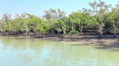 আজ থেকে ৩ মাসের জন্য সুন্দরবনে প্রবেশে নিষেধাজ্ঞা