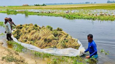 ফসল নয়, মাঠে এখন শুধুই পানি আর হতাশা