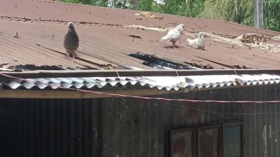 আশ্রয়ণ ঘর, বৃষ্টিতে পলিথিনে ভরসা