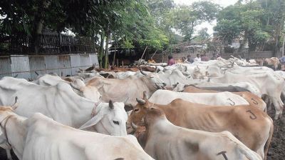 সিলেটে গরুসহ দেড় কোটির বেশি মূল্যের ভারতীয় চোরাই মালামাল জব্দ