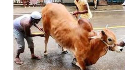 রাজধানীতে আজও চলছে কোরবানি