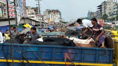 হাটে কোরবানির পশু কম, আরও আনছেন ব্যাপারীরা