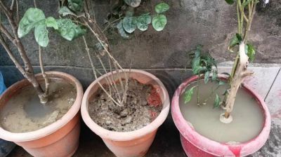 করোনা ও ডেঙ্গুর সঙ্গে পাল্লা দিয়ে বাড়ছে চিকুনগুনিয়াও