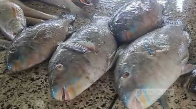 কুয়াকাটায় জেলের জালে ধরা পড়ল বিরল ‘টিয়া মাছ’