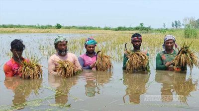 চলনবিলে তলিয়েছে কাঁচা-পাকা ধান
