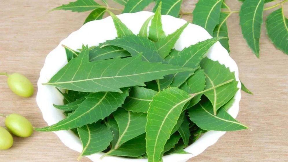 খালি পেটে নিমপাতা খাওয়ার যত উপকারিতা
