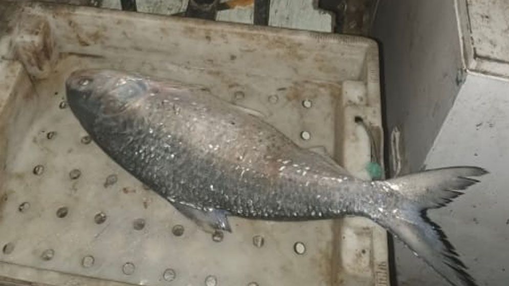 সেন্টমার্টিনে এক ইলিশ ৪ হাজার ৫০ টাকা