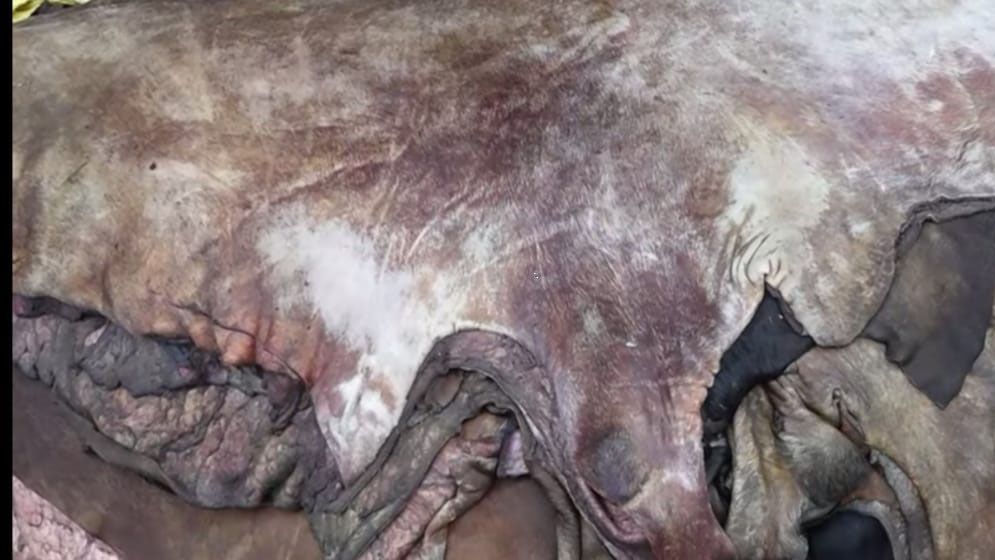 বগুড়ায় চামড়ার বাজারে ধস, খাসির চামড়া ৫ টাকা