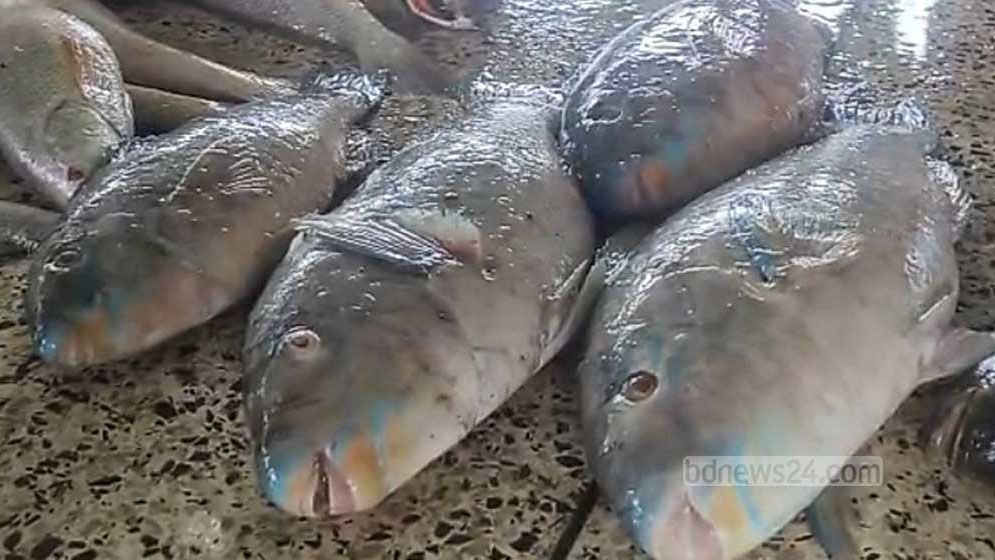 কুয়াকাটায় জেলের জালে ধরা পড়ল বিরল ‘টিয়া মাছ’