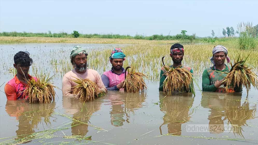 চলনবিলে তলিয়েছে কাঁচা-পাকা ধান