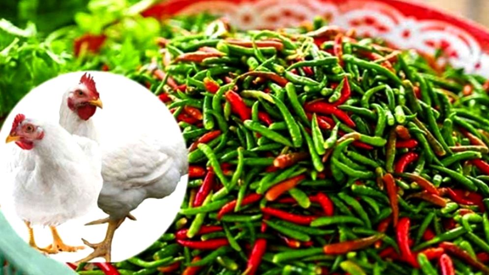 দাম বেড়েছে সবজি ও মুরগির, কাঁচামরিচে আগুন