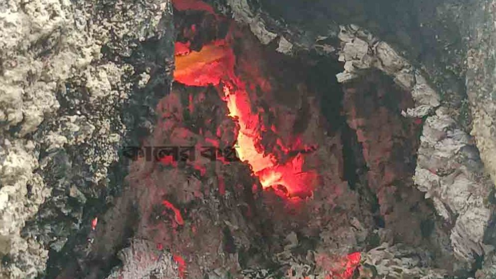 গা‌ছের  আগুন নেভাতে ব্যর্থ ফায়ার সার্ভিস