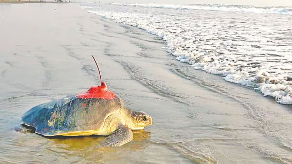 কাছিমের সমুদ্রযাত্রা