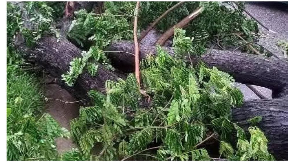 বাঁশখালী : ‘হরতাল’ সমর্থনে সড়কে গাছ ফেলে অবরোধের চেষ্টা