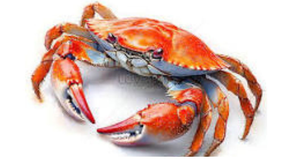 পাঁচ বছরে কাঁকড়া রপ্তানি বেড়েছে ৩ গুণ