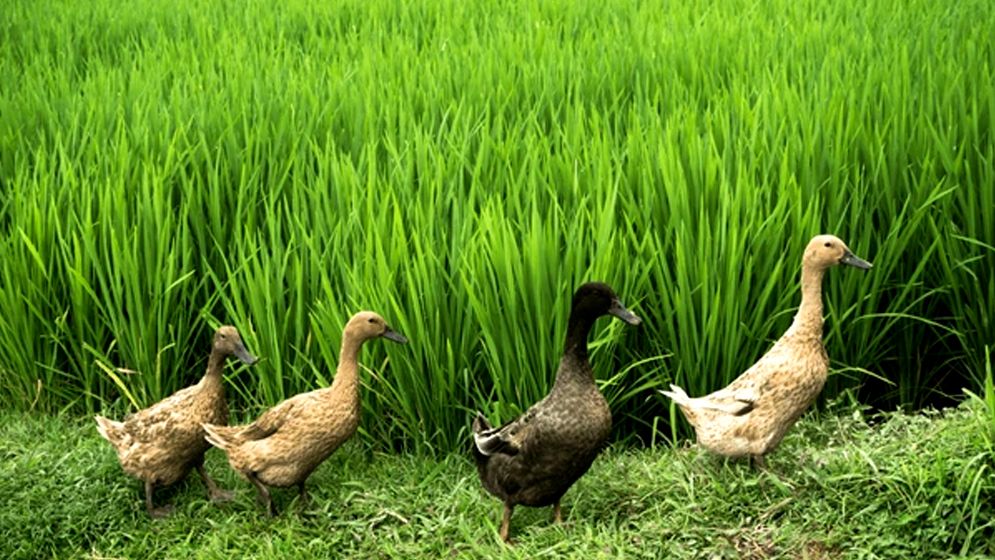 ধানের জমিতে হাঁস যাওয়াকে কেন্দ্র করে ভাইয়ের হাতে ভাই খুন