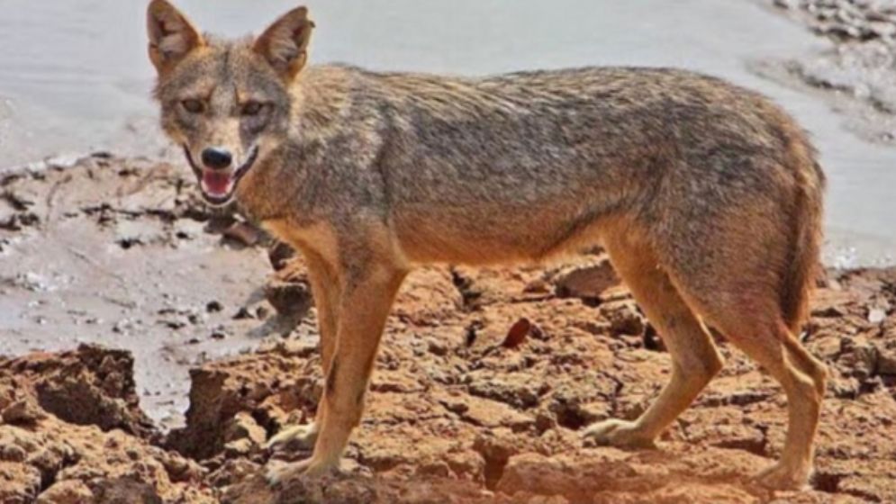 সিরাজগঞ্জের তাড়াশে শিয়ালের কামড়ে চারজন আহত