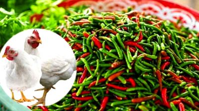 দাম বেড়েছে সবজি ও মুরগির, কাঁচামরিচে আগুন