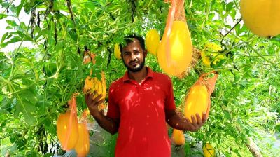 মাচায় ঝুলছে হলুদ-সবুজ রসালো তরমুজ