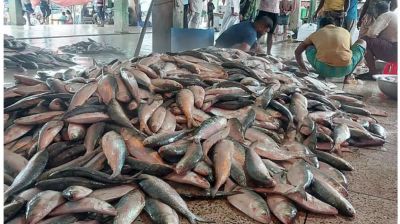 সাগরে এক ট্রলারে ৬১ মণ ইলিশ, বিক্রি ৩৩ লাখ টাকায়
