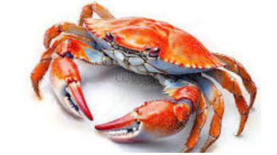 পাঁচ বছরে কাঁকড়া রপ্তানি বেড়েছে ৩ গুণ