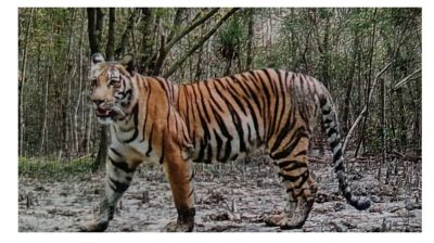 বিশ্ব বাঘ দিবস আজ : পাচারকারীসহ নানা কারণে হুমকির মুখে সুন্দরবনের বাঘ