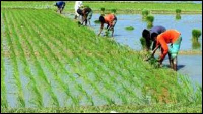 রবি ও বোরো মৌসুমে দেশে সার সংকটের শঙ্কা