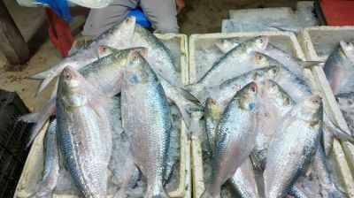 সারাদেশে ইলিশের মূল্য নির্ধারণ করছে সরকার