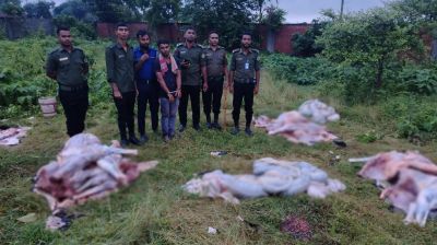 রূপগঞ্জে ঘোড়ার মাংস বিক্রির অভিযোগে বিক্রেতা আটক