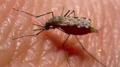 বিশ্বজুড়ে নতুন করে ছড়িয়ে পড়ছে চিকুনগুনিয়া, ঝুঁকিতে ৫৬০ কোটি মানুষ