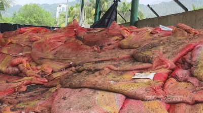 টেকনাফ বন্দরে আমদানি-রপ্তানি তিন মাস বন্ধ, পচে যাচ্ছে পণ্য