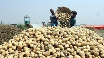 হিমাগার সিন্ডিকেট : অসহায় আলু চাষি-ব্যবসায়ীরা