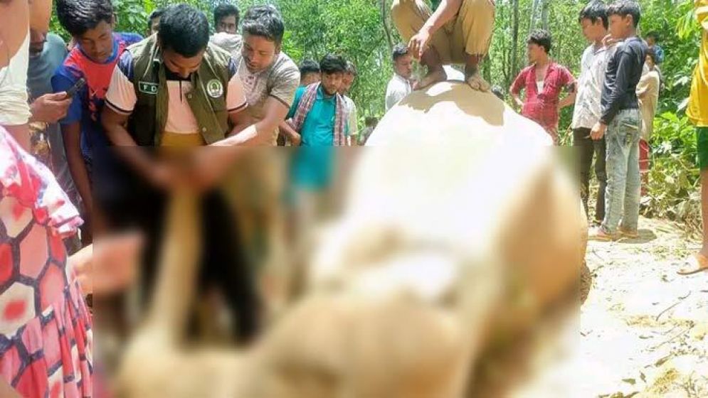 বনের পাশে হাতির মরদেহ