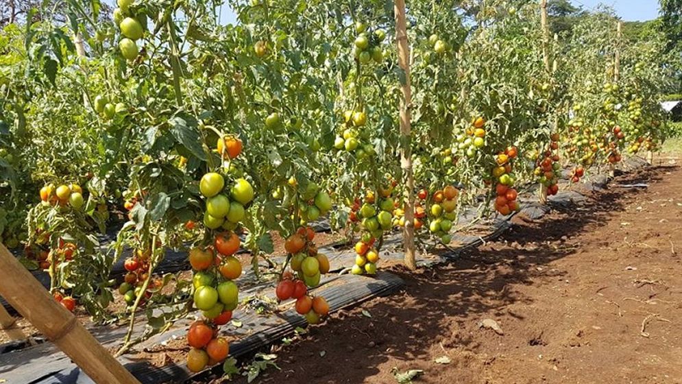 বাঁশঝাড় আর রাস্তার ধারে পরিত্যক্ত বেগুন গাছে পাকা টমেটো
