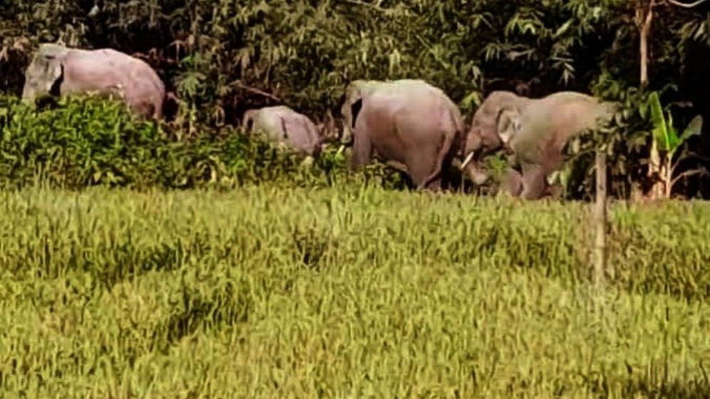রাঙ্গামাটিতে প্রাথমিক বিদ্যালয়ে হাতির তাণ্ডব