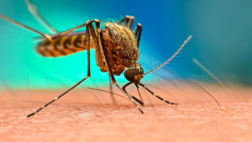 চীনে চিকুনগুনিয়ায় আক্রান্ত ৭,০০০