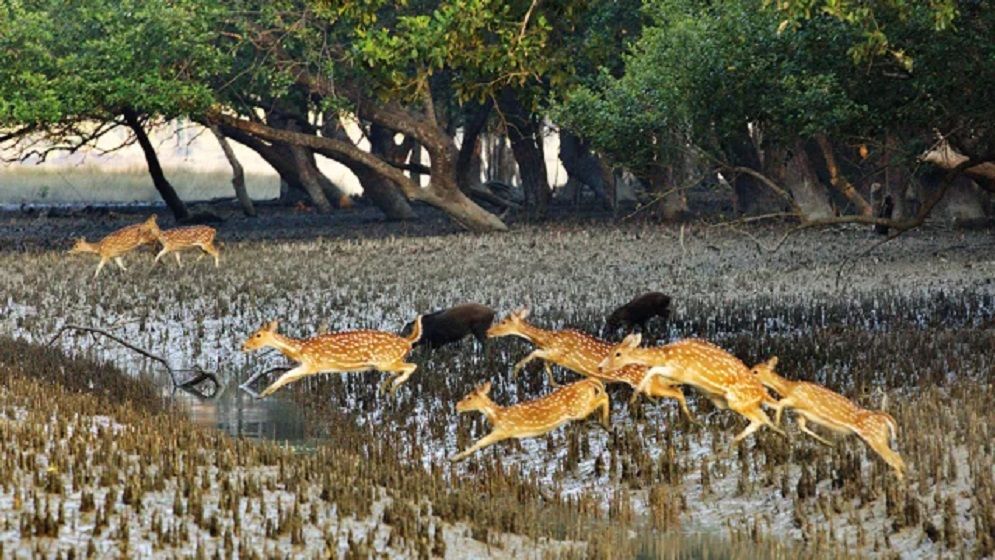 তিন মাস পর খুলছে সুন্দরবন, প্রাণচাঞ্চল্যে ফিরছে বনজীবী ও পর্যটন