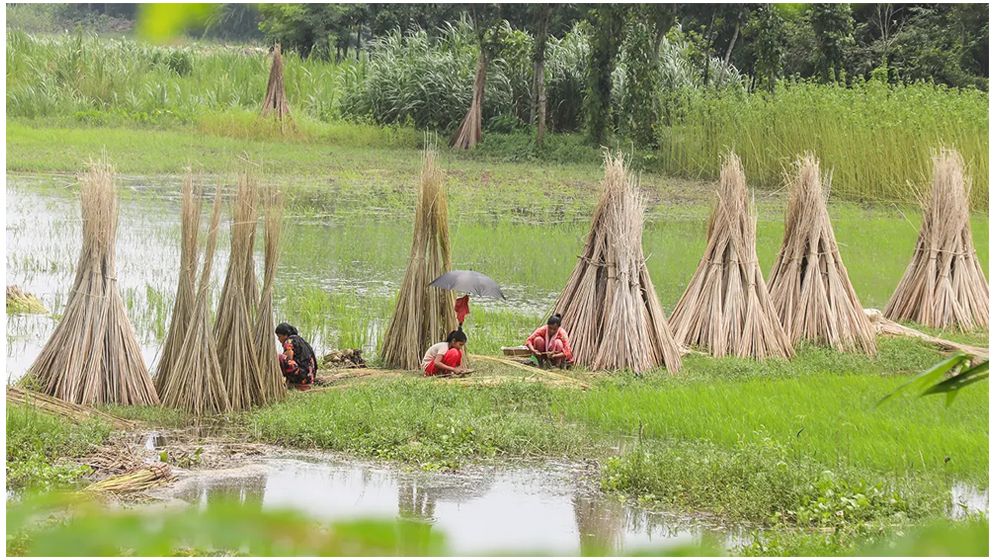 পাট ঘরে তুলতে ব্যস্ত চাষিরা