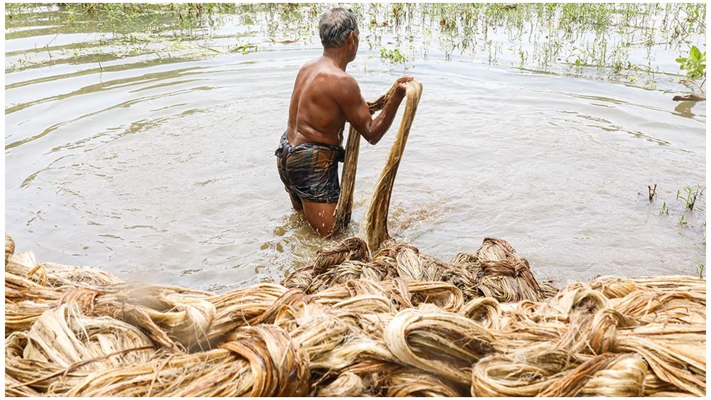পাট ঘরে তুলতে ব্যস্ত চাষিরা