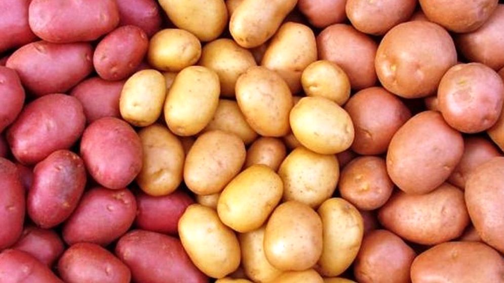 সরকার আলুর সর্বনিম্ন দাম বেঁধে দিলো