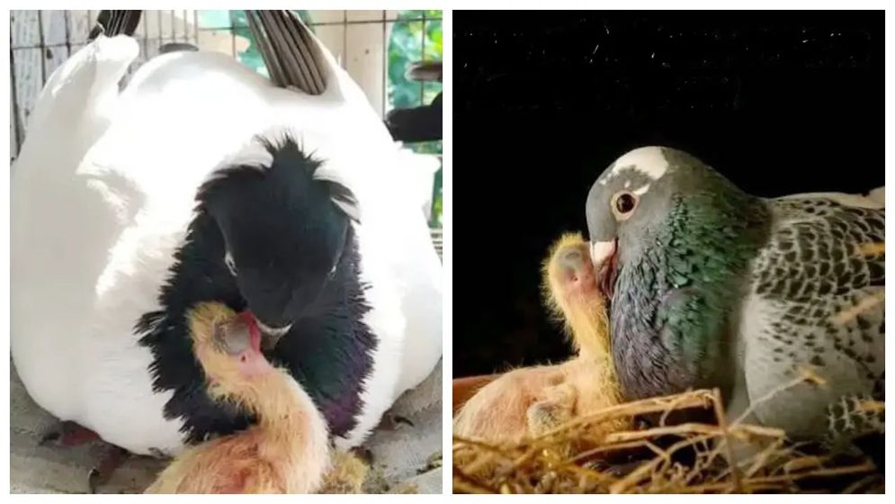 কবুতরও ‘দুধ’ দেয় কিন্তু কীভাবে